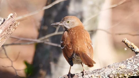 Very active Brown Thrasher bird. Video stock 102920612
