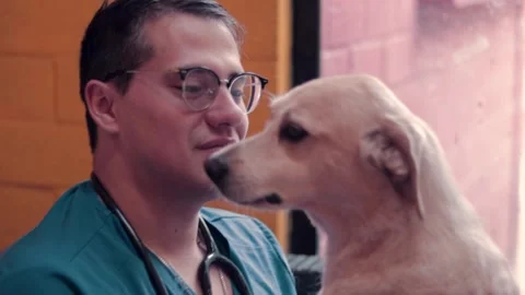 A very affectionate little dog being calmed by his veterinarian. Stock Footage 334518183