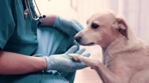 A very affectionate puppy being cared for by a veterinary professional Stock Footage 334518192