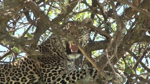 A very angry leopard grawls while sitting high on a tree Video stock 98604418