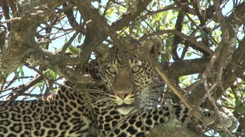 A very angry leopard in a tree 2 Stock Footage 8981255