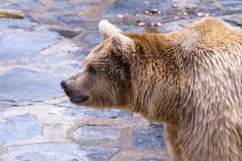 Very attentive bear Stock Photos