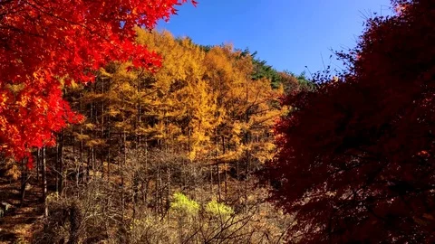 Very Autumnal Stockbeeldmateriaal 80146186