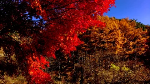Very Autumnal: Vidéo 80149044