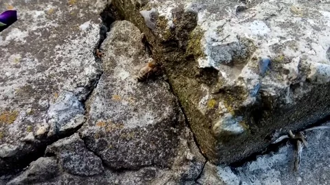 Very beautiful bee crawling on the stone Stock Footage 109647497