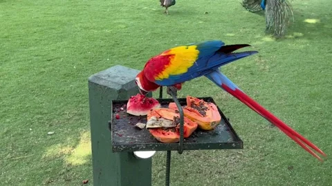 Very beautiful bird Stock Footage 214048310