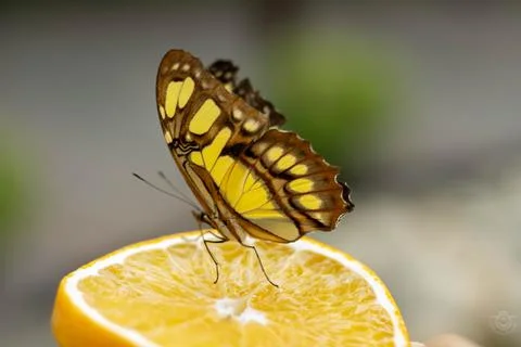 Very beautiful butterfly with a special pattern, brown and yellow, Stockfoto's