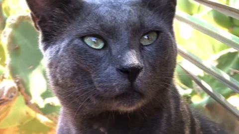 Very beautiful cat in egypt Stock-Footage 134291337