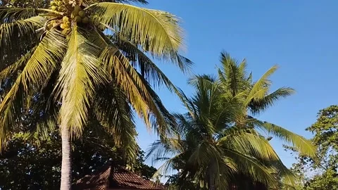 Very beautiful coconut tree Stock Footage 213226522