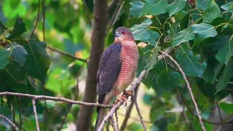 Very Beautiful Cooper's Hawk on The Tree Stock Footage 329547795