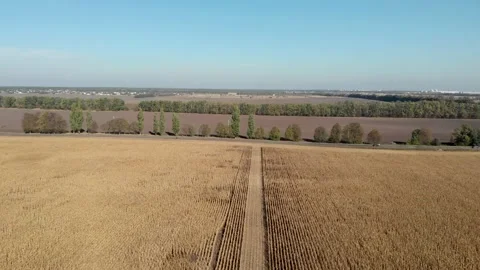 Very beautiful cornfield in the daytime Video stock 142018312