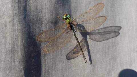 Very beautiful dragonfly Video stock 276187405