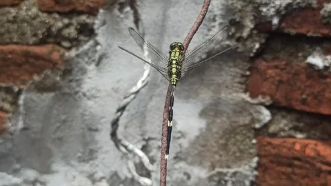 Very beautiful dragonfly 動画素材 295311735