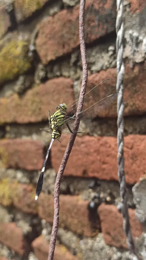 Very beautiful dragonfly Stock Footage 295311742