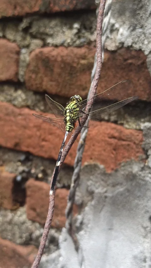 Very beautiful dragonfly Stock Footage 295311744