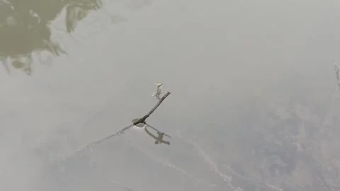 Very beautiful dragonfly Stock Footage 300423351
