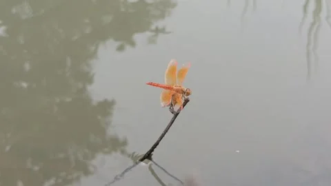Very beautiful dragonfly Stock Footage 300423370
