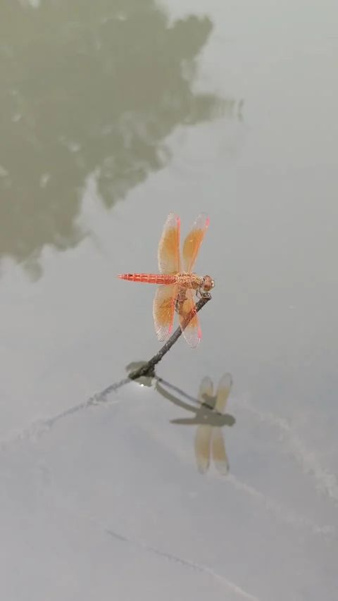 Very beautiful dragonfly Stock Footage 300423404