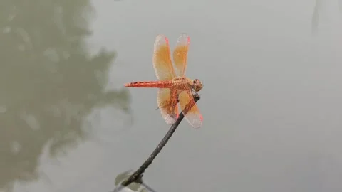 Very beautiful dragonfly Stock Footage 300423426