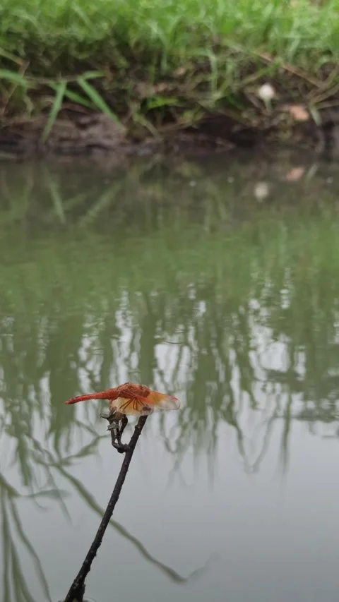 Very beautiful dragonfly Stock Footage 300423431