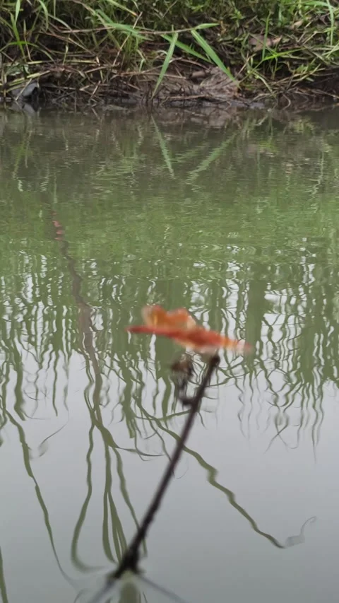 Very beautiful dragonfly Stock Footage 300423448
