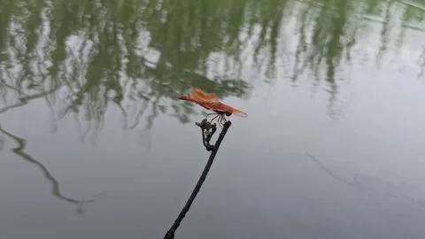 Very beautiful dragonfly Stock Footage 300423471