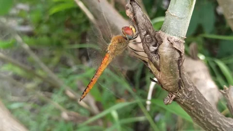 Very beautiful dragonfly Stock Footage 300425694