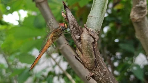 Very beautiful dragonfly Stock Footage 300425695