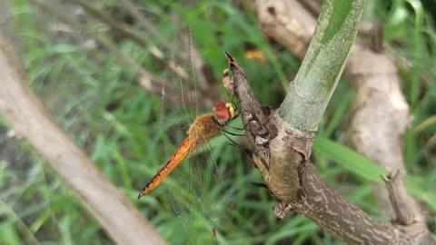 Very beautiful dragonfly Stock Footage 300425743