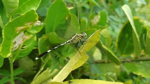 Very beautiful dragonfly Stock Footage 300425754