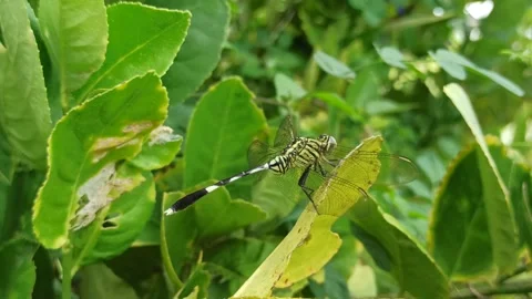 Very beautiful dragonfly Stock Footage 300425776