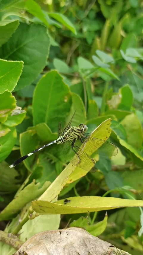 Very beautiful dragonfly Stock Footage 300425777