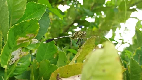 Very beautiful dragonfly Stock Footage 300425806