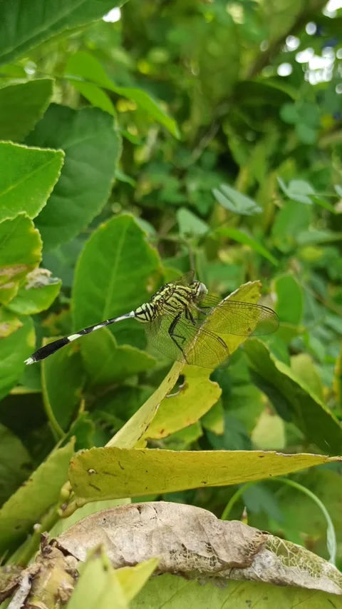 Very beautiful dragonfly Stock Footage 300425809
