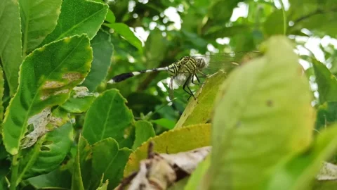 Very beautiful dragonfly Stock Footage 300425837