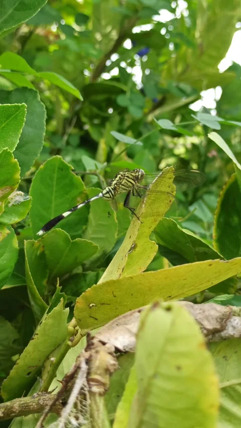 Very beautiful dragonfly Stock Footage 300425857