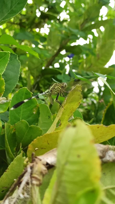 Very beautiful dragonfly Stock Footage 300425873