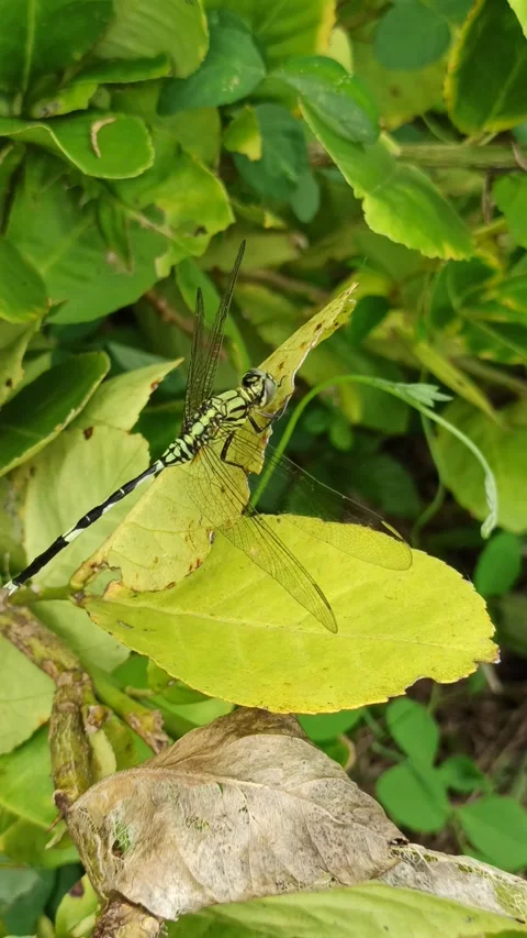 Very beautiful dragonfly Stock Footage 300425874