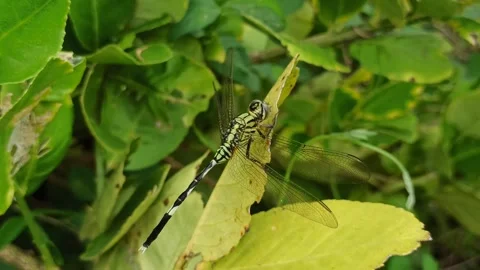 Very beautiful dragonfly Stock Footage 300425876