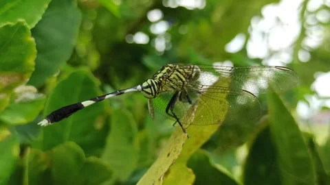 Very beautiful dragonfly Stock Footage 300425909