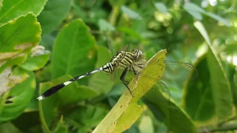 Very beautiful dragonfly Stock Footage 300425916