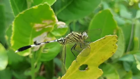 Very beautiful dragonfly Stock Footage 300425922