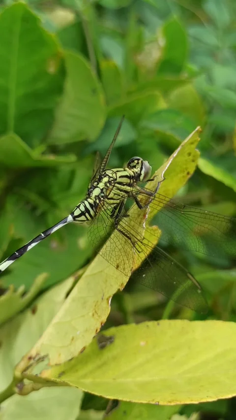 Very beautiful dragonfly Stock Footage 300425927