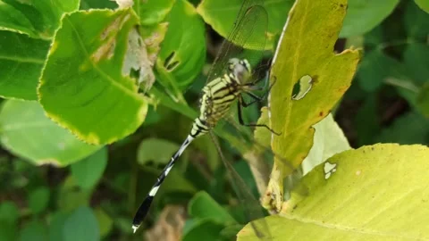 Very beautiful dragonfly Stock Footage 300425930