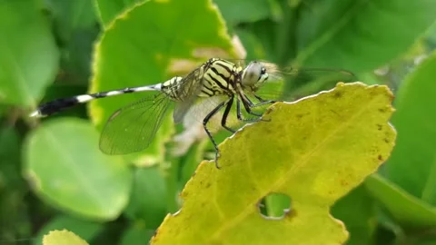 Very beautiful dragonfly Stock Footage 300425940
