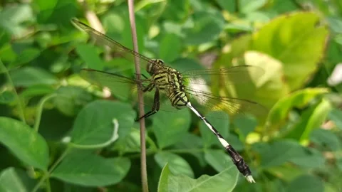 Very beautiful dragonfly Stock Footage 300425946