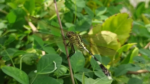 Very beautiful dragonfly Stock Footage 300425950