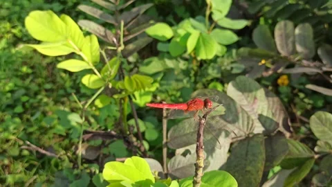 Very beautiful dragonfly Stock Footage 300507302