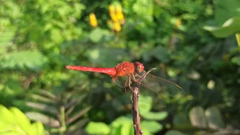 Very beautiful dragonfly Stock Footage 300507310