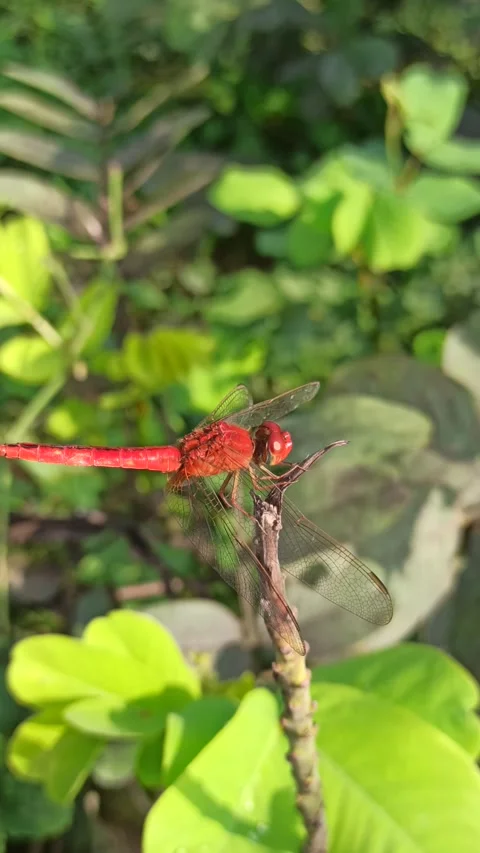 Very beautiful dragonfly Stock Footage 300507326